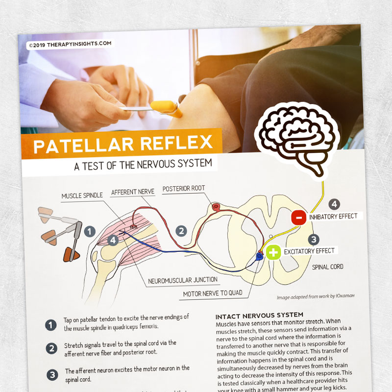Physical therapy printable handout: Patellar reflex as a test of the nervous system