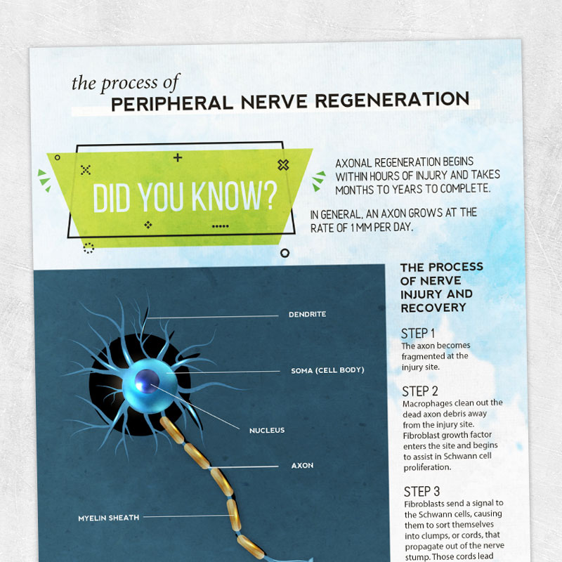 Physical therapy printable handout: Peripheral nerve regeneration