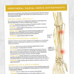 Physical therapy printable handout: Peripheral radial nerve entrapments