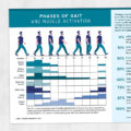 Physical therapy printable handout: Phases of gait and muscle activation