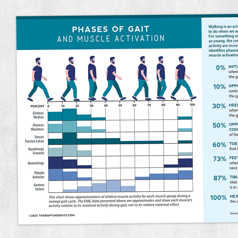 Physical therapy printable handout: Phases of gait and muscle activation