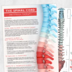Med SLP - adult speech therapy printable: The spinal cord and speech therapy