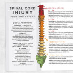 Physical and occupational therapy printable: Spinal cord injury function levels