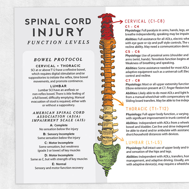 Functions Of The Spinal Cord