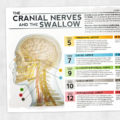 Dysphagia printable handout: The cranial nerves and the swallow