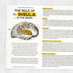 Med SLP printable handout: The role of the insula in the brain