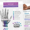 Occupational therapy and physical therapy printable handout: Wrist extensor compartments anatomy and tendinopathy considerations