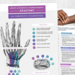Occupational therapy and physical therapy printable handout: Wrist extensor compartments anatomy and tendinopathy considerations