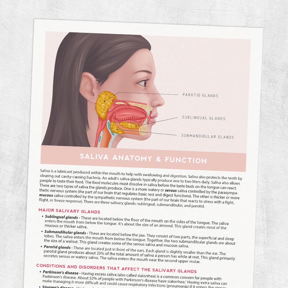 saliva-anatomy-and-function-adult-and-pediatric-printable-resources